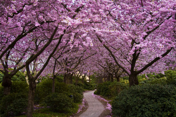 Картинка природа парк кусты аллея цветение цветы деревья сакура Япония