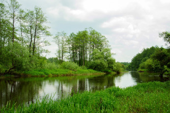 Картинка природа реки озера зелень камыши трава кусты деревья лес речка берег