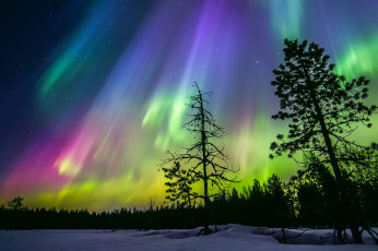 обоя природа, северное сияние, северное, сияние, звезды, небо, силуэты, деревья, финляндия, зима, ночь, лес, снег