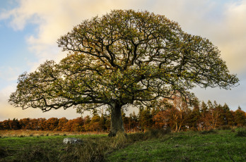 Картинка природа деревья дуб поле