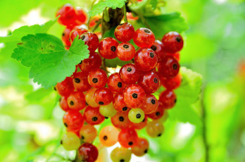 Картинка природа Ягоды смородина лето ягоды