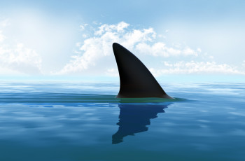 Картинка shark 3д+графика животные+ animals море плавник акула графика