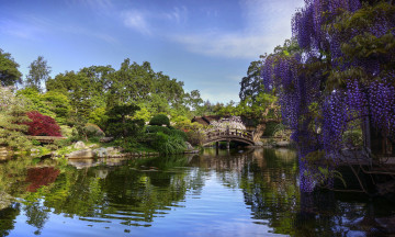Картинка природа парк деревья кустарники мост цветы глициния озеро