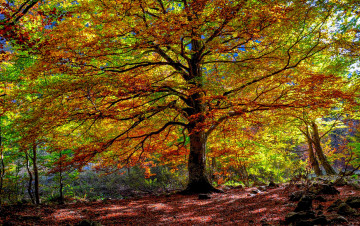 Картинка природа лес дерево осень листья