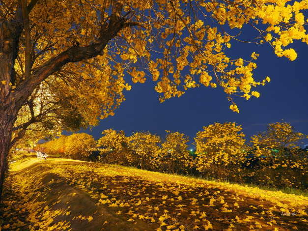 Обои картинки фото природа, парк, свет, ночь, осень, листья, деревья, скамья