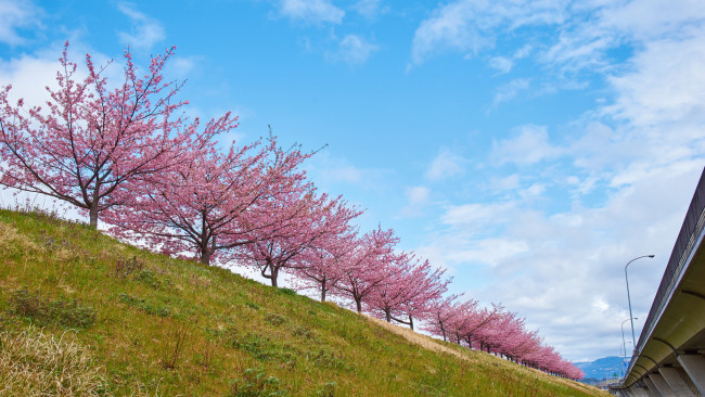 Обои картинки фото природа, деревья, весна, цветы, ветки, небо, облака
