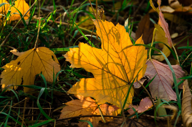 Обои картинки фото природа, листья, осень, трава