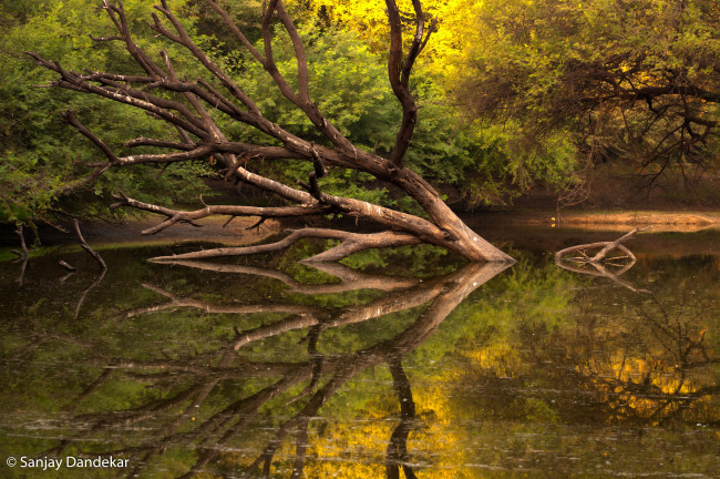 Обои картинки фото природа, реки, озера, лес, спокойствие, листва, осень