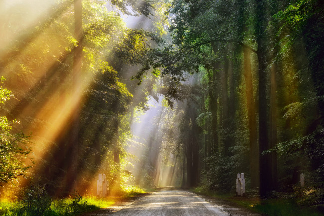 Обои картинки фото природа, дороги, июнь, лучи, лес, свет, дорога, утро, нидерланды, лето