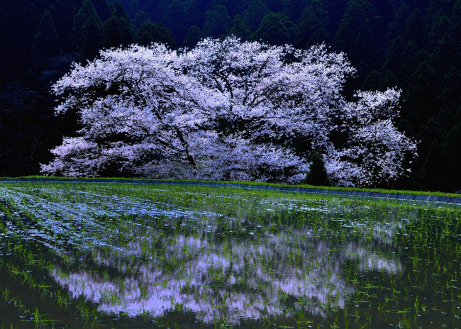 Обои картинки фото природа, поля, весна, цветение, вишня, sakura, cherry, blossoms, дерево