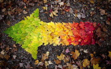 Картинка природа листья кленовые стрелка осень