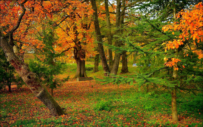 Обои картинки фото природа, парк, осень, листопад, листва