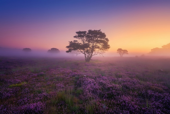 Обои картинки фото природа, восходы, закаты, поле, туман, утро
