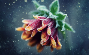 Картинка цветы хризантемы изморозь гербера цветок