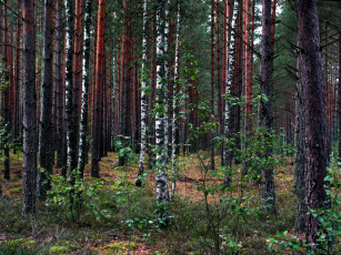 Картинка природа лес березы