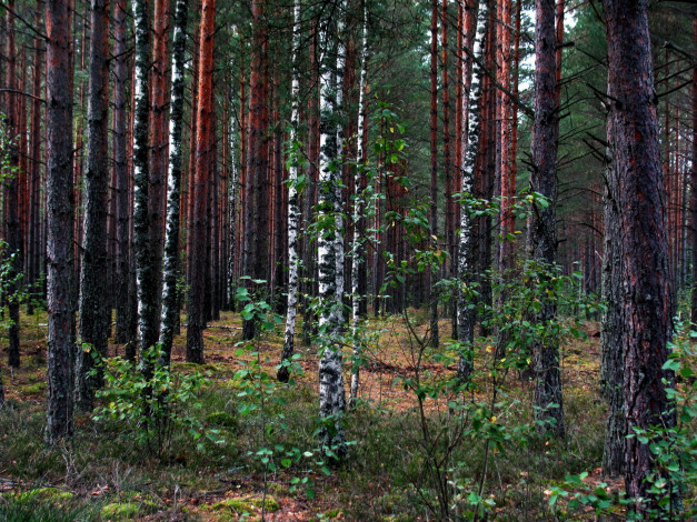 Обои картинки фото природа, лес, березы