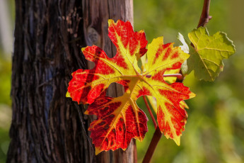 Картинка природа листья виноградный лист