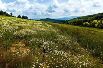 Картинка природа луга холм луг цветы трава