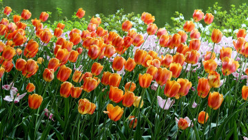 обоя цветы, тюльпаны, оранжевые, клумба, много