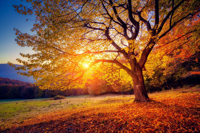 Обои картинки фото природа, деревья, пейзаж, леса, осень, дерево, закат