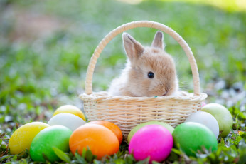 Картинка праздничные пасха трава яйца весна colorful кролик grass happy spring easter eggs bunny baske