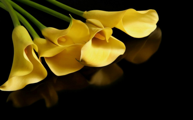 Обои картинки фото цветы, каллы, желтые, отражение