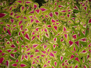 Картинка цветы монако колеусы каладиумы