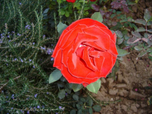 Картинка цветы монако розы
