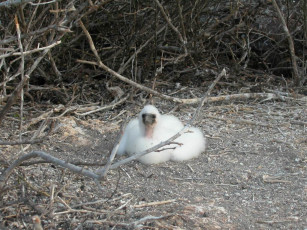 Картинка мелкий галапагосский птич животные олуши
