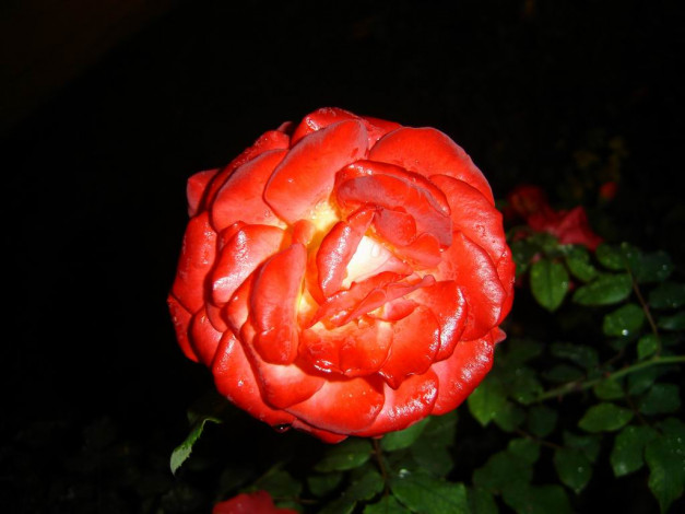 Обои картинки фото цветы, монако, розы