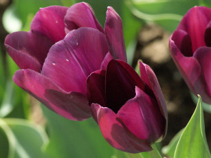 Картинка цветы тюльпаны бордовый