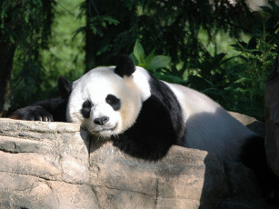 Картинка животные панды сон блаженство