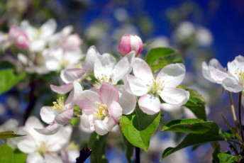 Картинка цветы цветущие деревья кустарники яблоня весна ветка небо