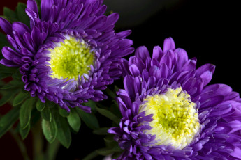 Картинка цветы астры фиолетовый