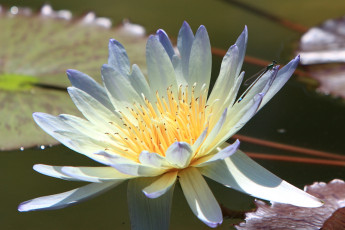 Картинка цветы лилии водяные нимфеи кувшинки вода лепестки
