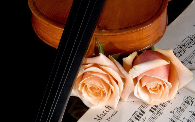 Обои картинки фото цветы, розы, ноты, скрипка