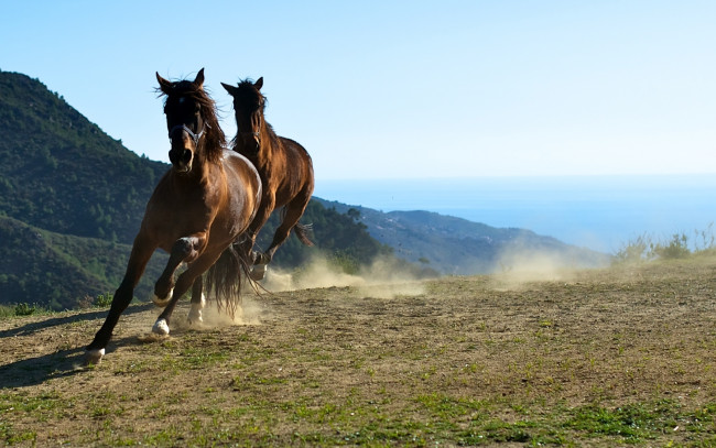 Обои картинки фото животные, лошади, бег, кони