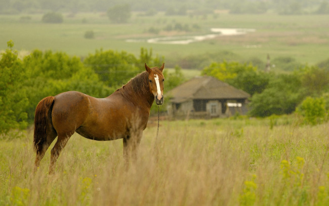 Обои картинки фото животные, лошади, конь, поле, дом, дождь, утро