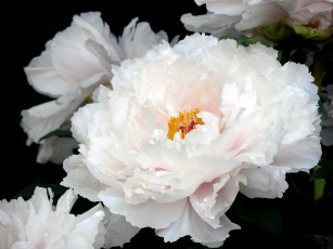 Картинка цветы пионы белый пышный