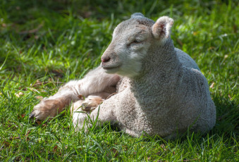 Картинка животные овцы +бараны малыш