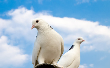 Картинка животные голуби sky крыша облака небо pigeons sun roof clouds