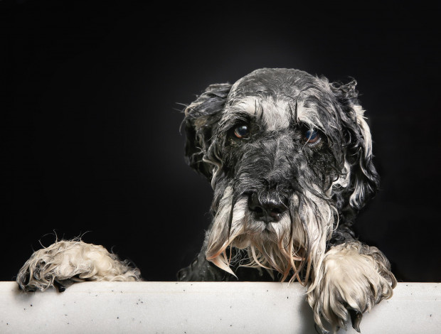 Обои картинки фото животные, собаки, ванна, взгляд, пёсик, мокрый