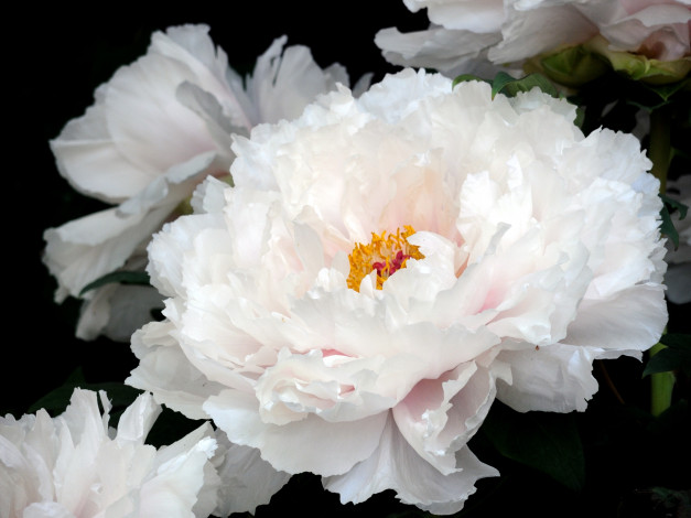 Обои картинки фото цветы, пионы, белый, пышный