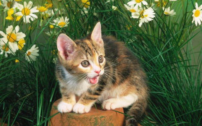 Обои картинки фото животные, коты, кошка, кот, cat, камень, трава, котенок