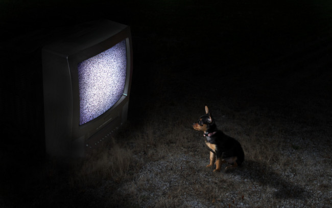Обои картинки фото животные, собаки, собака, телевизор, ночь