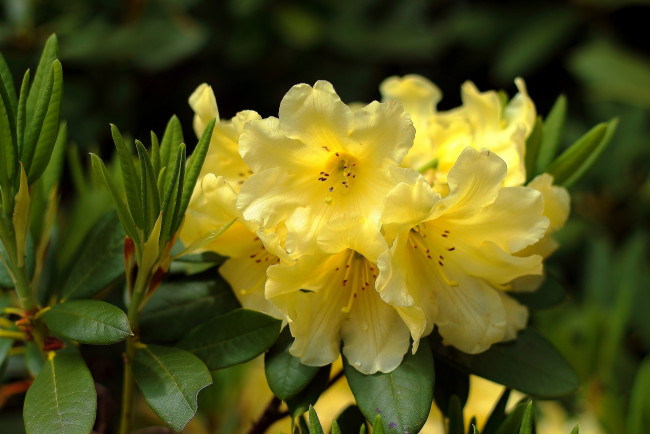 Обои картинки фото цветы, рододендроны , азалии, желтый