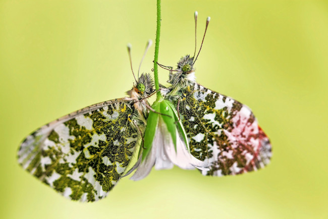 Обои картинки фото животные, бабочки, цветок, flower, butterfly