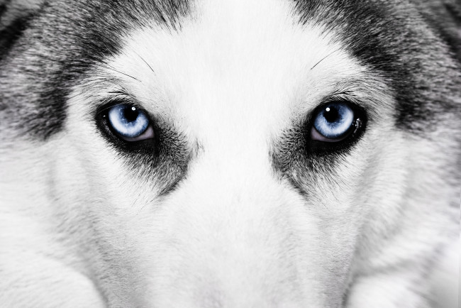 Обои картинки фото животные, собаки, хаски, голубые, глаза, морда