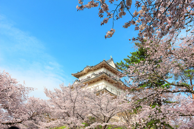 Обои картинки фото города, - здания,  дома, осака, пагода, сакура, весна, замок, Япония