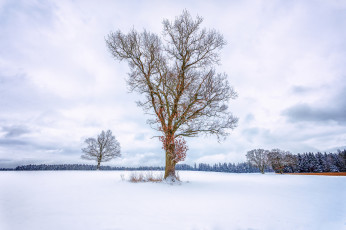 Картинка природа деревья дерево снег поле зима лес небо